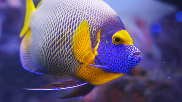 Illustration for article titled If You Don’t Like Any Of The Beautiful Fish In This List, Tell Us And We’ll Eat Them